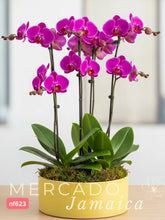 Sin Moderación Arreglo con Orquídeas